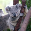 Wildlife conservation and sustainability